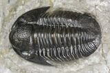 Detailed Gerastos Trilobite Fossil - Morocco #141675-2